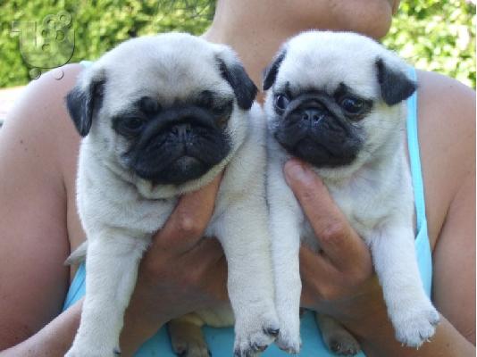 PoulaTo: Puppies Cute Pug